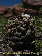 Image of Viola sp.  #1672 ()