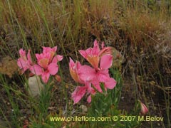 Image of Alstroemeria presliana ssp. presliana ()