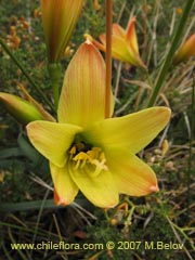 Imgen de Rhodophiala sp. ()