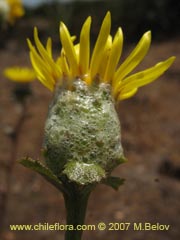 Bild von Haplopappus sp. ()