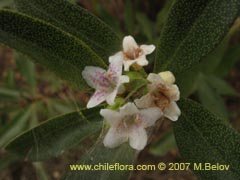 Imgen de Planta no identificada #2368 ()