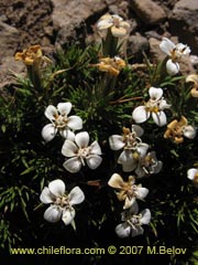 Image of Nassauvia uniflora ()