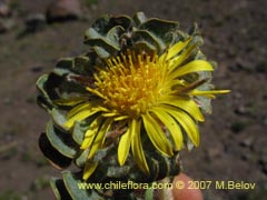 Bild von Chaetanthera spathulifolia ()