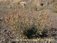 Image of Astragalus sp. ()