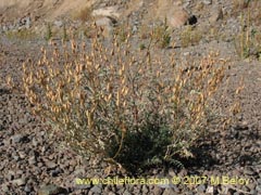 Bild von Astragalus sp. ()