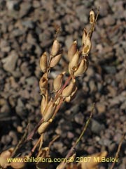 Bild von Astragalus sp. ()