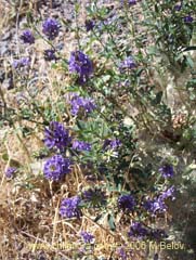 Image of Medicago sativa (Alfalfa)