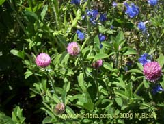Bild von Trifolium pratense (Trebol rosado/Trebol de prado)