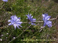 Image of Cichorium intybus (Chicorea/Achicoria)