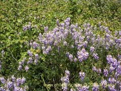 Bild von Galega officinalis (Galega)