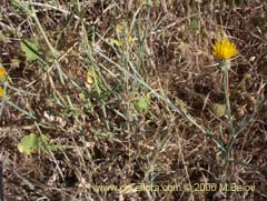 Image of Centaurea solstitialis (Abrepuo amarillo)