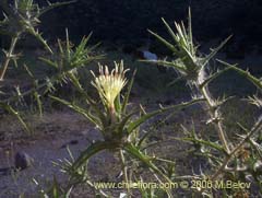 Bild von Carthamus lanatus (Cardilla)