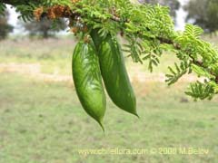 Image of Acacia caven (Espino)