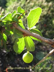 Bild von Berberis spp (Michay/Calafate)