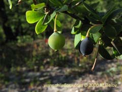 Bild von Berberis spp (Michay/Calafate)