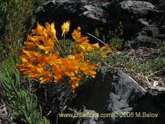 Bild von Tropaeolum polyphyllum (Soldadillo grande de cordillera)