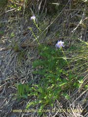 Imagen de Perezia pedicularifolia (Estrella de los Andes/Perezia)