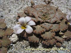 Imgen de Viola vulcanica (Violeta de los volcanes)