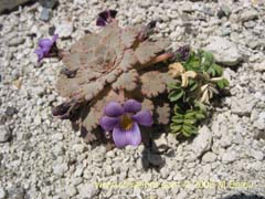 Bild von Viola vulcanica (Violeta de los volcanes)