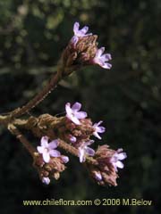 Imgen de Verbena litoralis (Verbena)