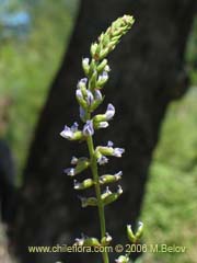 Imgen de Psoralea glandulosa (Culn/Cule)