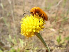 Image of Helenium aromaticum (Manzanilla del cerro)