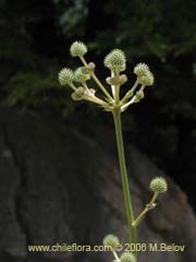 Bild von Eryngium paniculatum (Chupalla)