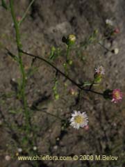 Image of Aster squamatus ()