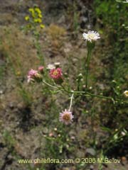 Image of Aster squamatus ()