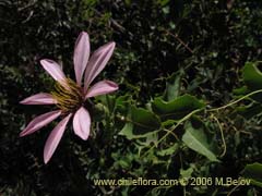 Image of Mutisia ilicifolia (Clavel del campo)