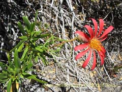 Bild von Mutisia subulata (Flor de la granada/Clavel del campo)