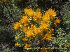 Image of Chuquiraga oppositifolia (Hierba blanca)