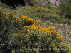 Image of Chuquiraga oppositifolia (Hierba blanca)