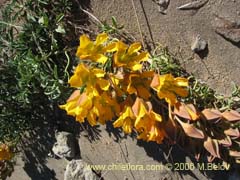 Bild von Tropaeolum polyphyllum (Soldadillo grande de cordillera)
