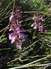 Imagen de Stachys albicaulis/Stachys gilliesii (Hierba de Santa Mara/Toronjilcillo)