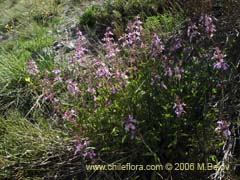 Imagen de Stachys albicaulis/Stachys gilliesii (Hierba de Santa Mara/Toronjilcillo)