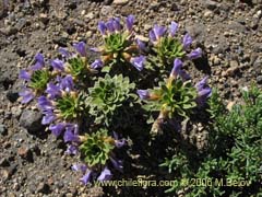 Bild von Viola cotyledon (Hierba de corazn)