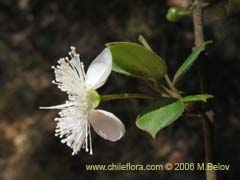 Bild von Luma apiculata (Arrayan/Palo colorado)