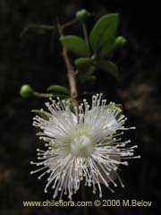 Bild von Luma apiculata (Arrayan/Palo colorado)