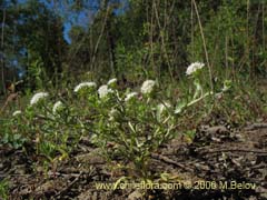 Image of Unidentified Plant #2296 ()