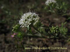 Image of Unidentified Plant #2296 ()