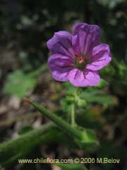 Bild von Geranium berterianum (Geranium core-core)