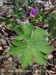 Bild von Geranium berterianum (Geranium core-core)