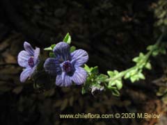 Bild von Cynoglossum creticum (Trupa/Garrapatilla)