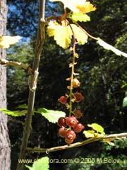 Imagen de Ribes trilobum (Parilla/Zarzaparilla/Uvilla)