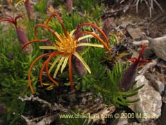 Image of Mutisia linearifolia (Clavel del campo)