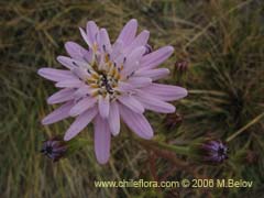 Bild von Leucheria lithospermifolia (Leucheria)