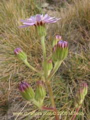 Bild von Leucheria lithospermifolia (Leucheria)