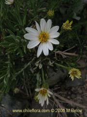 Image of Chiliotrichum rosmarinifolium (Romerillo)