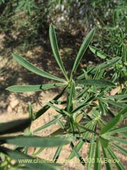 Image of Lupinus arboreus (Chocho/Altramuz)